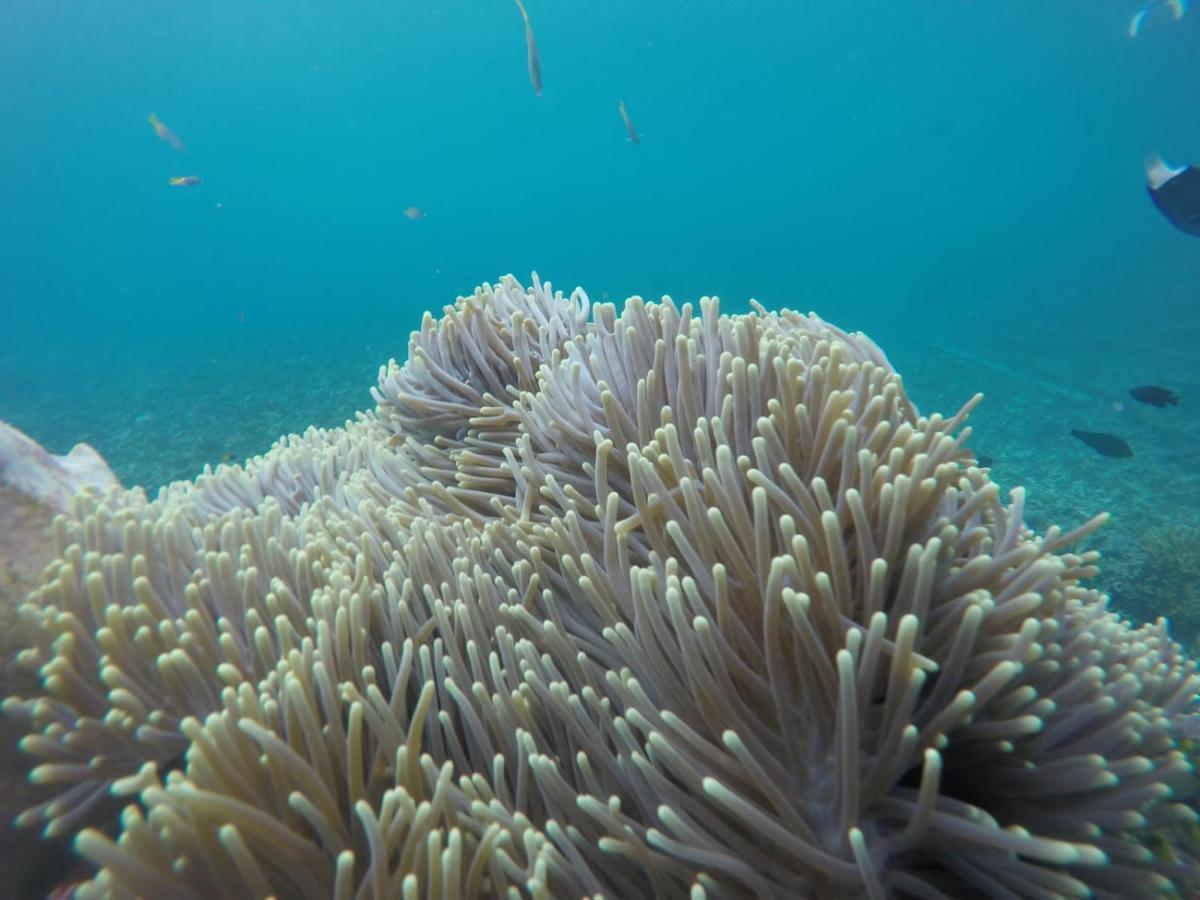 Terimakasih Homestay Pulau Mansuar Eksteriør billede